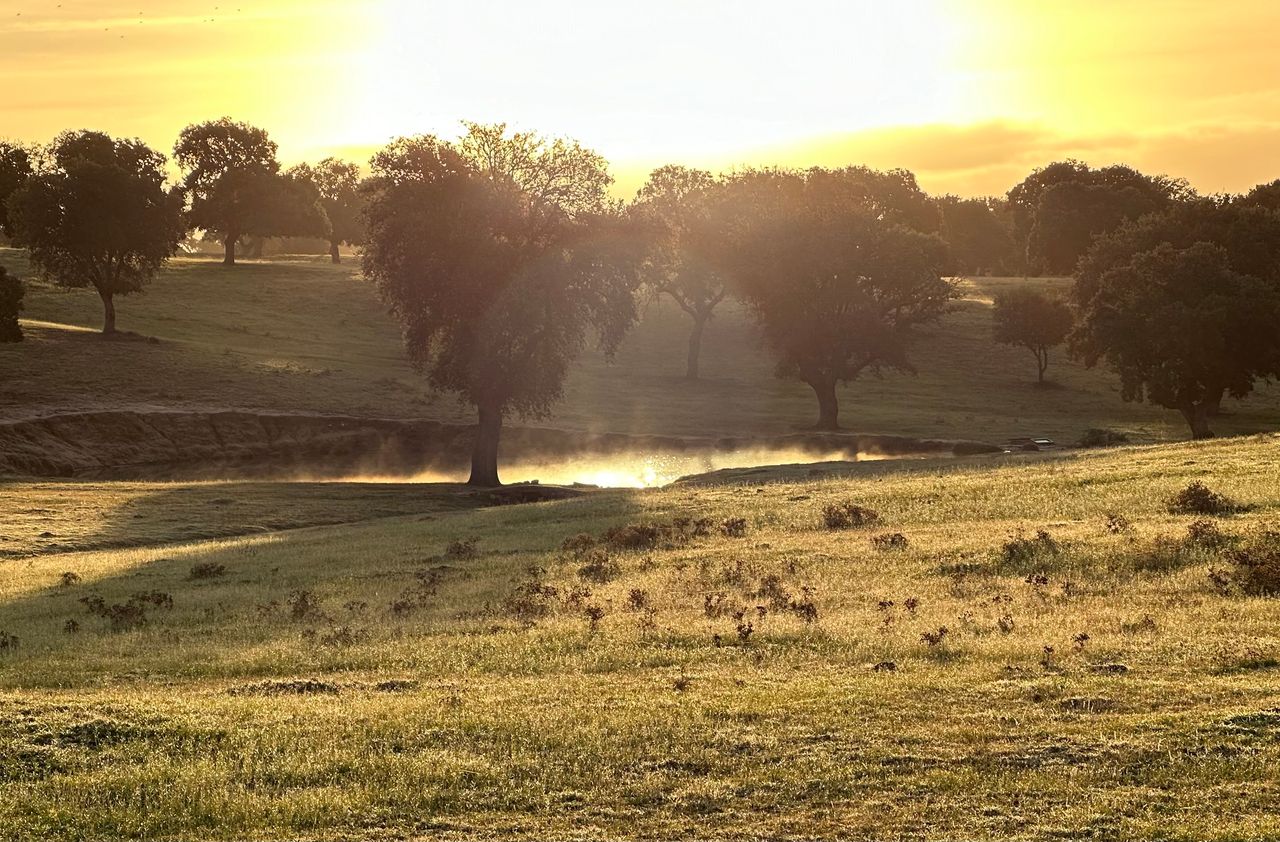 A pond in the dehesa at sunset, cattle grazing in the distance