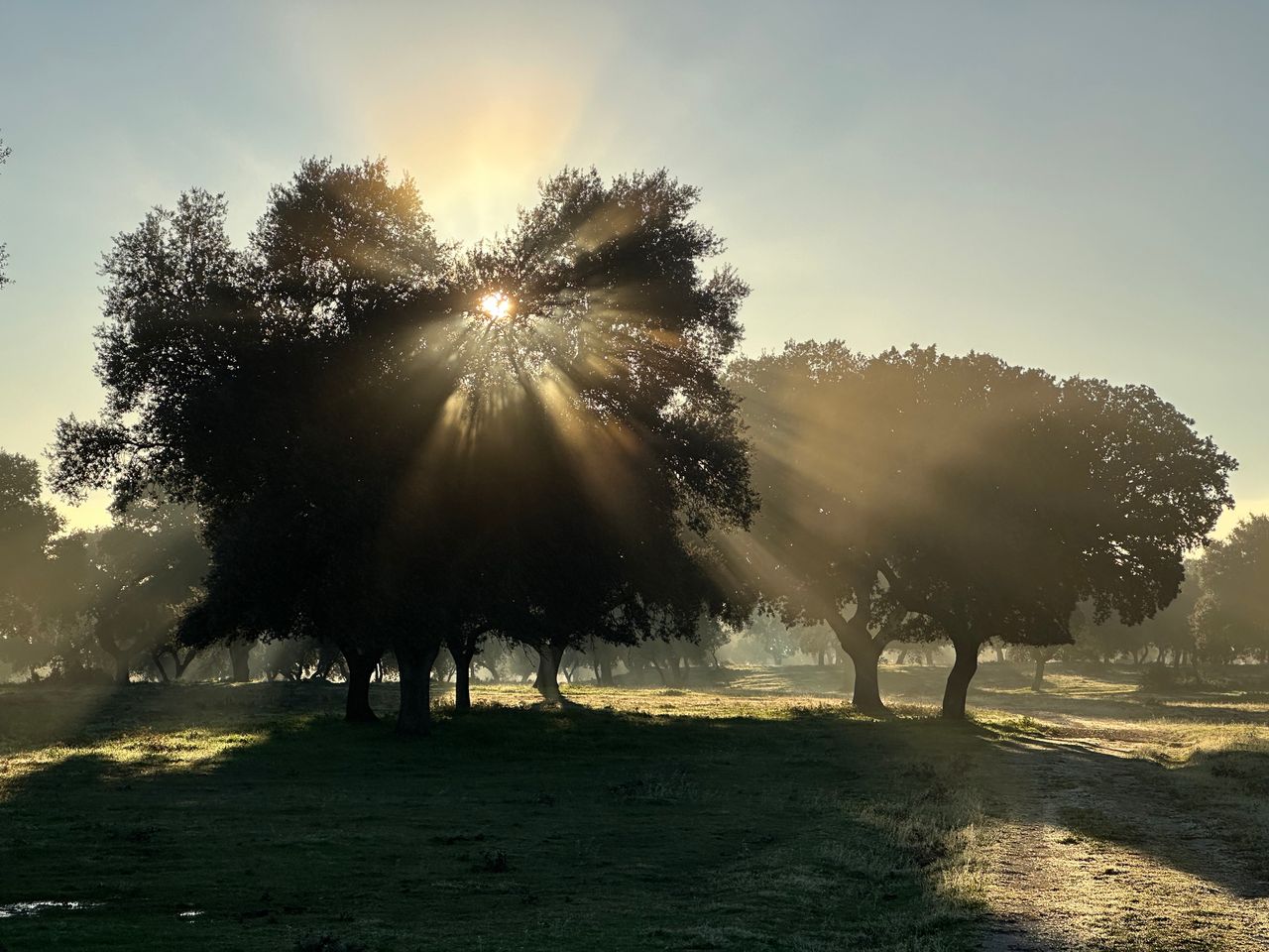 Oak dehesa at sunrise near Nuño Gómez, Toledo