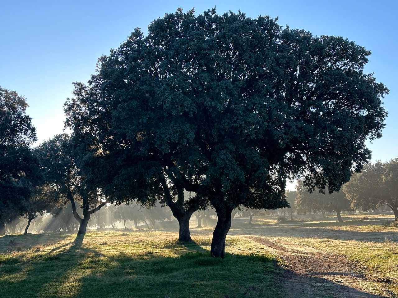 A holm oak standing alone in the dehesa grassland